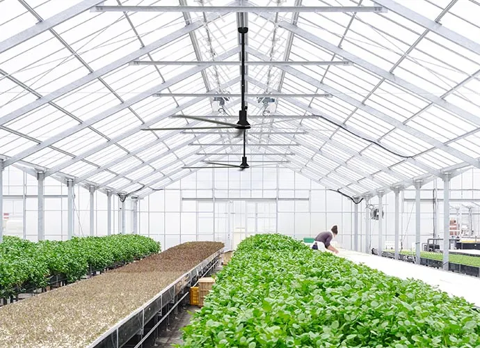 Ventilateurs HVLS dans les applications agricoles