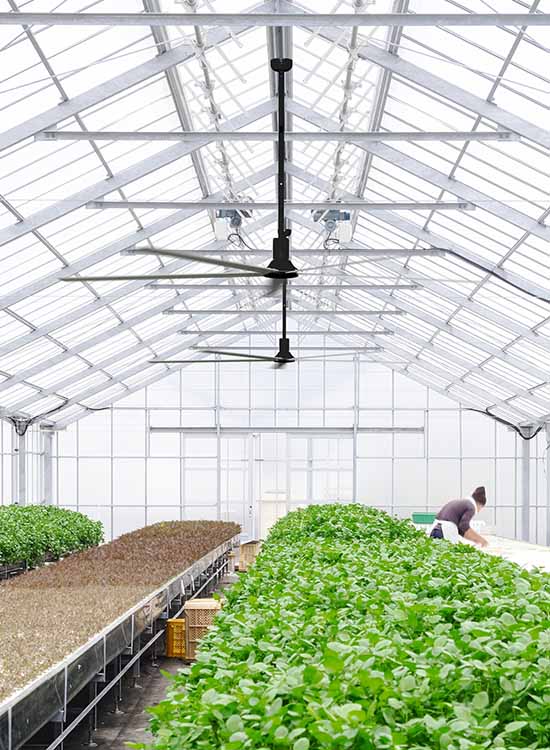 Ventilatori HVLS in applicazioni agricole