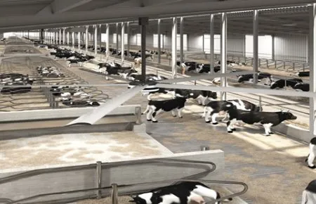 HVLS fan in a Dairy Farm